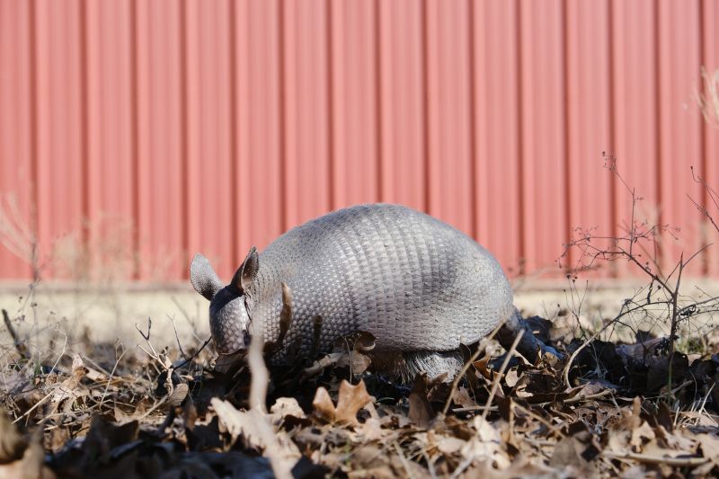 Armadillo Control