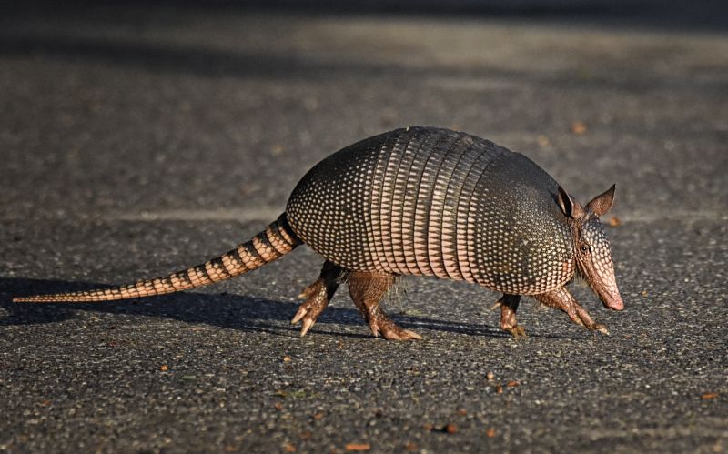 Armadillo Control