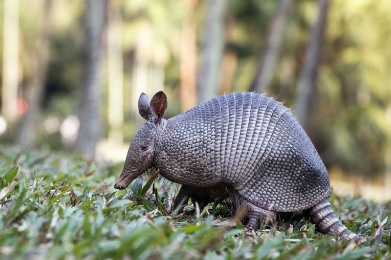 How Armadillos Create Sinkholes And Uneven Ground