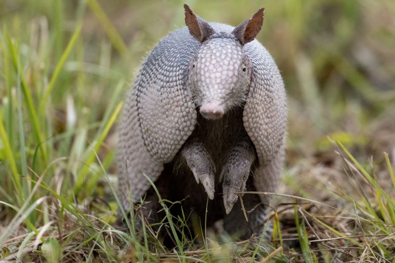 Prevent Armadillo Holes In Yards