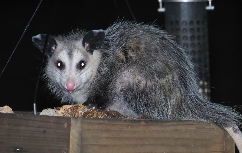 Opossums in Garage
