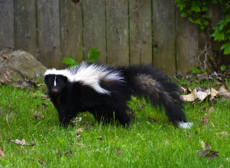 Skunk Holes