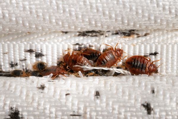 Bug Control