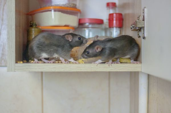 Mice And Rat Control