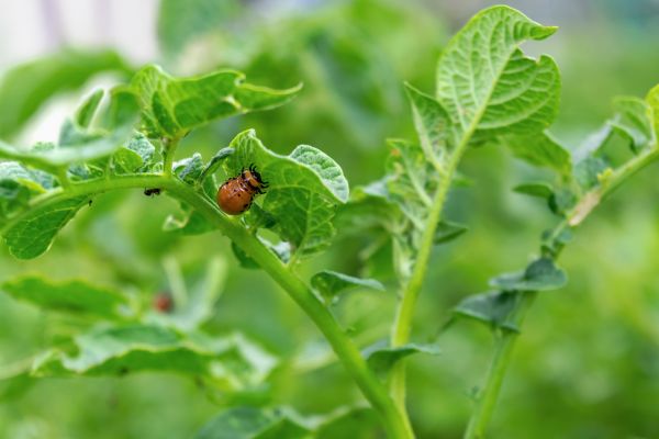 Beetle Control - Beetle Control West Palm Beach, Florida