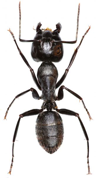 Carpenter Ant Prevention