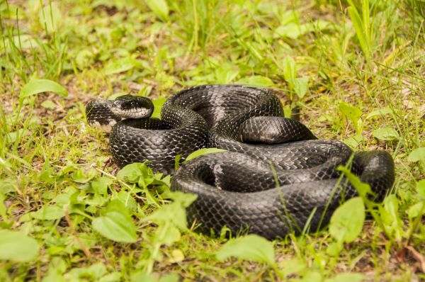 Rat Snake Management